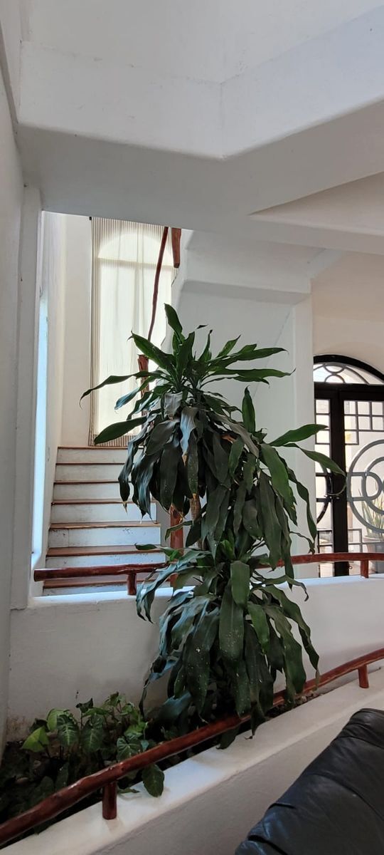 casa-residencial-en-renta-3-recamaras-fracc-raices-carmen-campeche12-21449