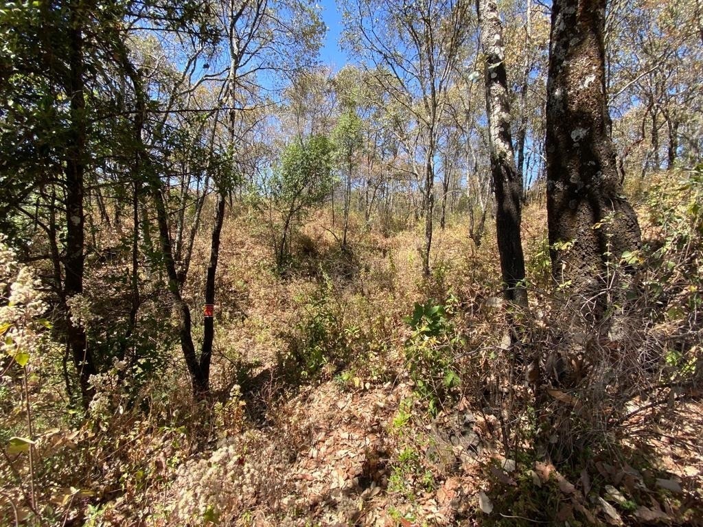 inversionistasprecioso-terreno-boscoso-a-pi-de-carretera--en-malinalco3-22239