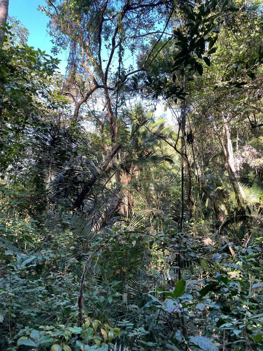 lot-9-amapas10-36420