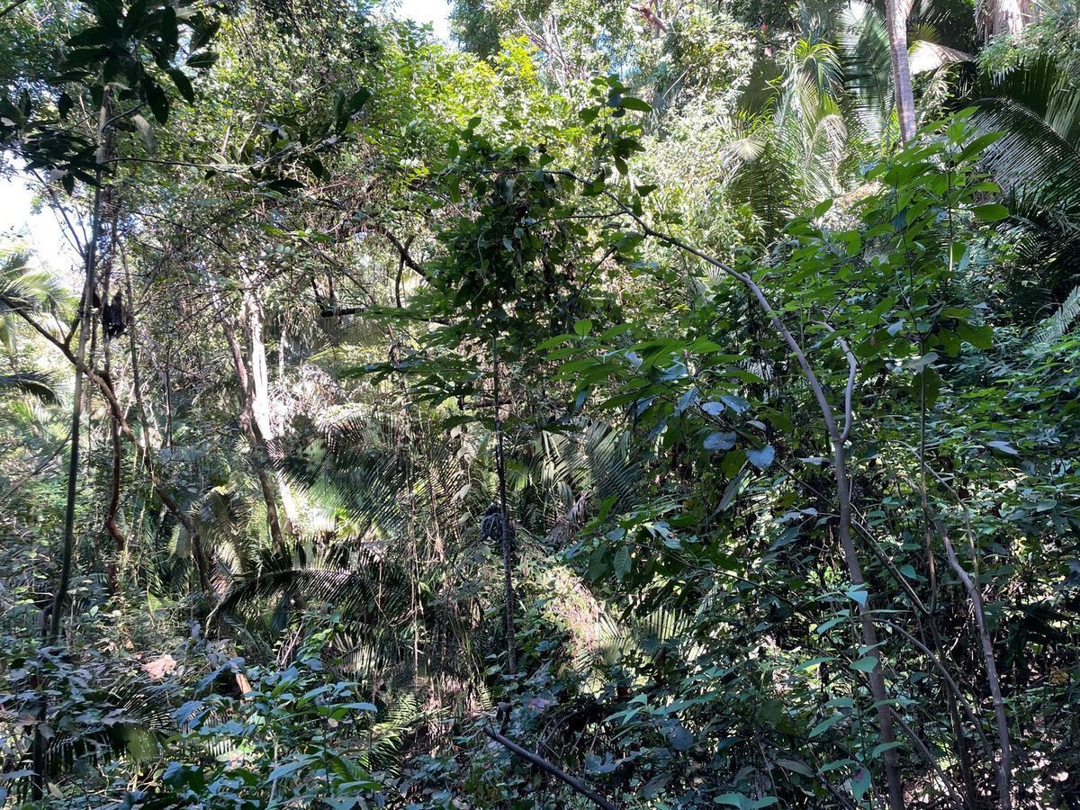 lot-9-amapas9-36420