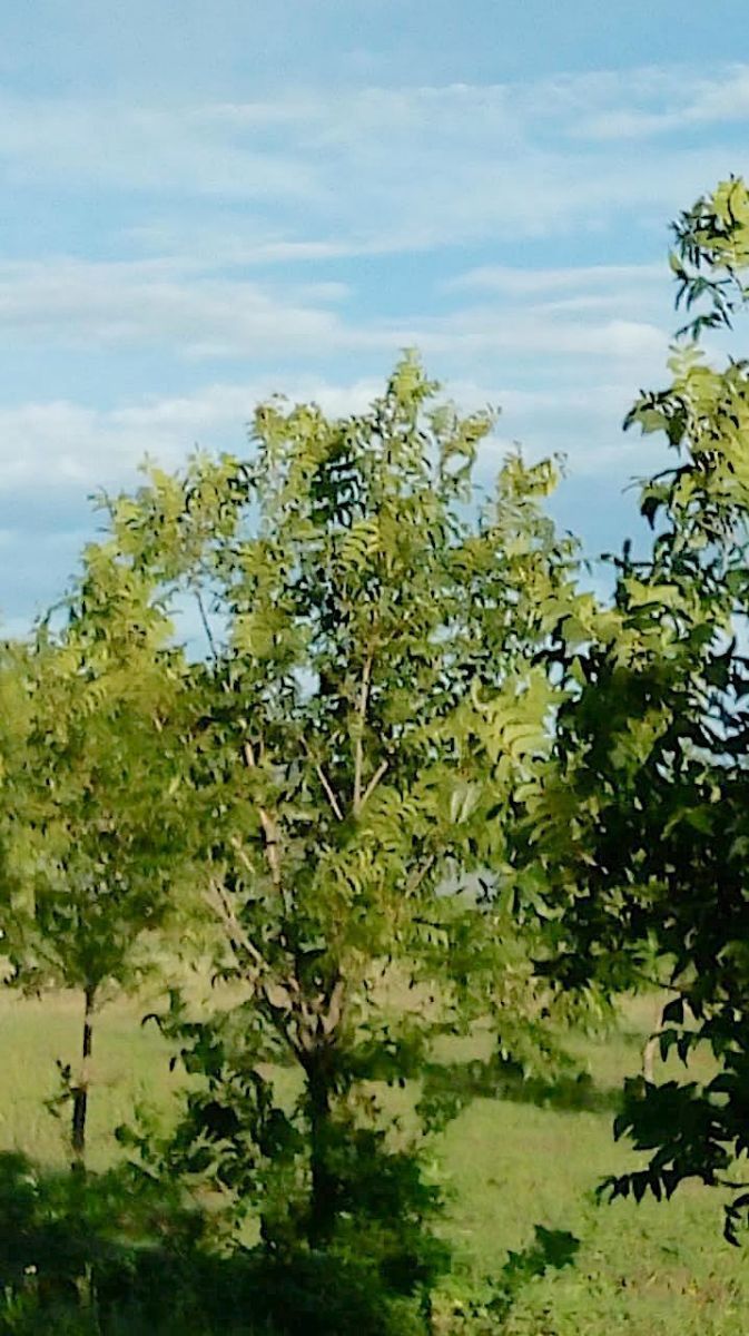 nogalera--zona-el-sauz9-33102
