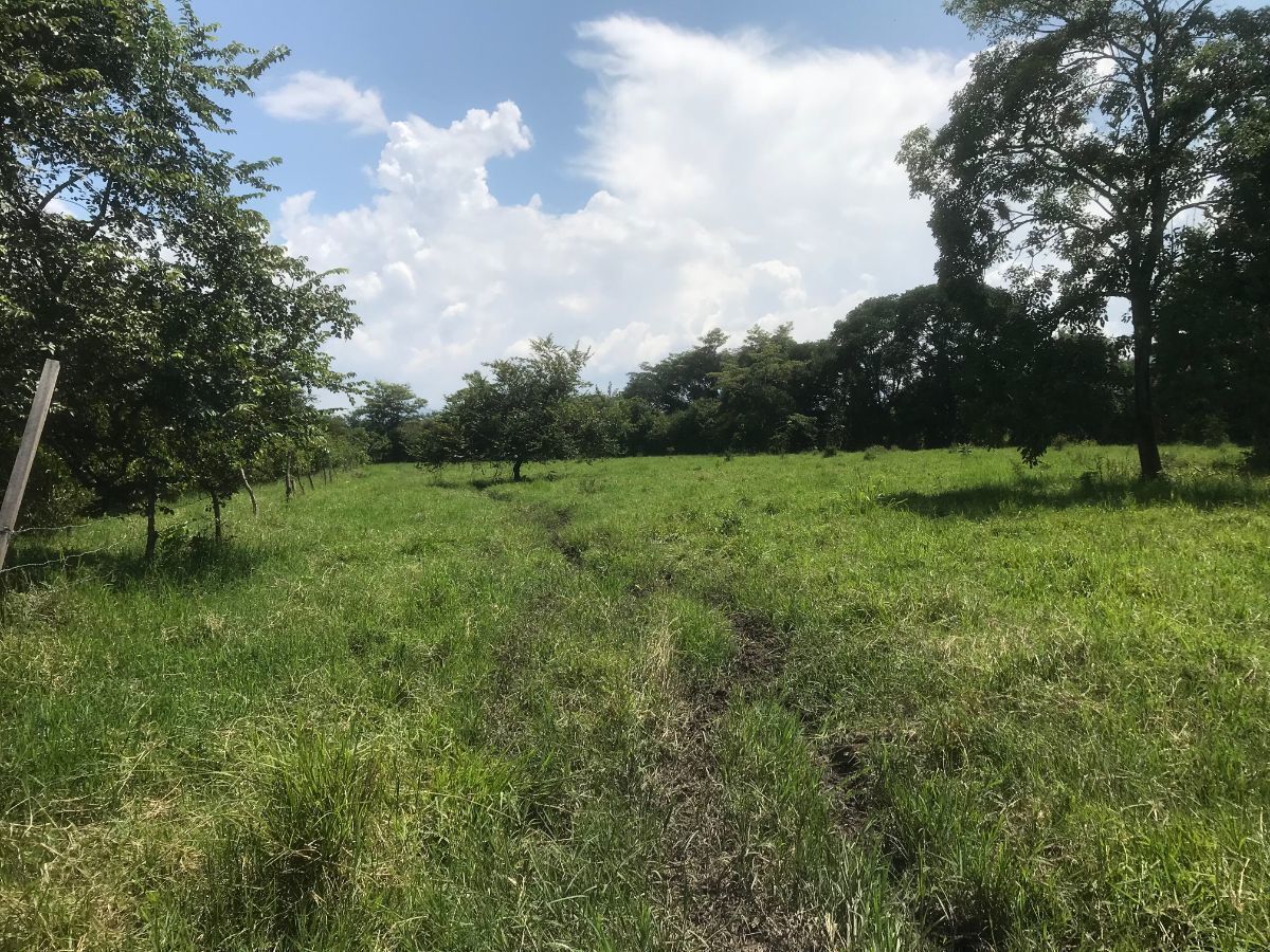rancho-de-65has-en-venta-en-la-concordia-chiapas11-35061