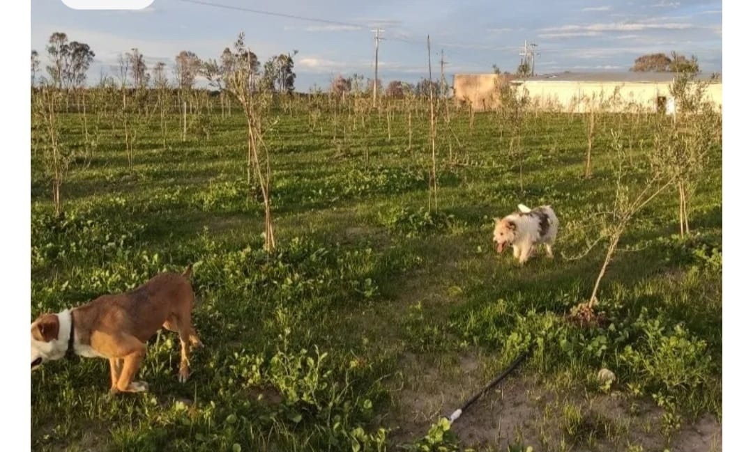 rancho-en-venta-en-polotitln-estado-de-mxico38-11741
