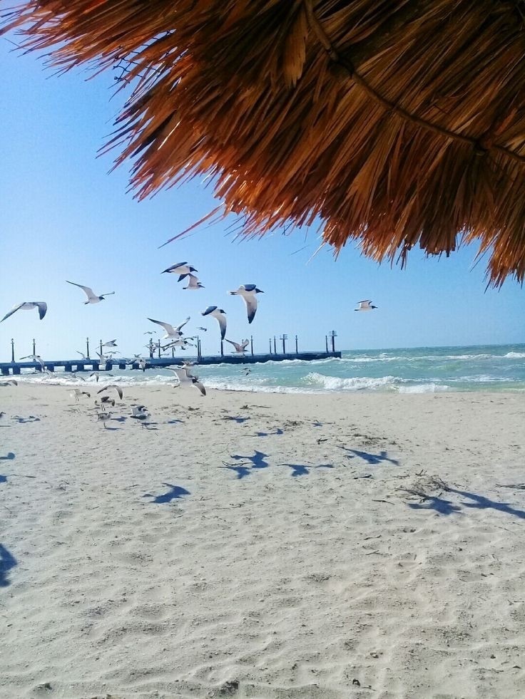 sisal2-27363