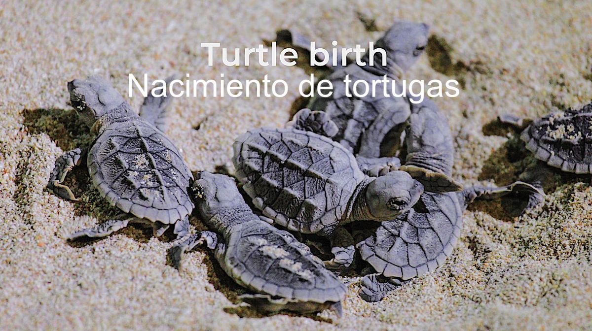 terreno-en-12-de-marzo-parte-alta-zihuatanejo-de-azueta6-7051