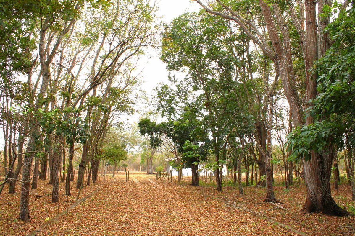 terreno-en-venta-carretera-tuxtlaocozocoautla26-31642