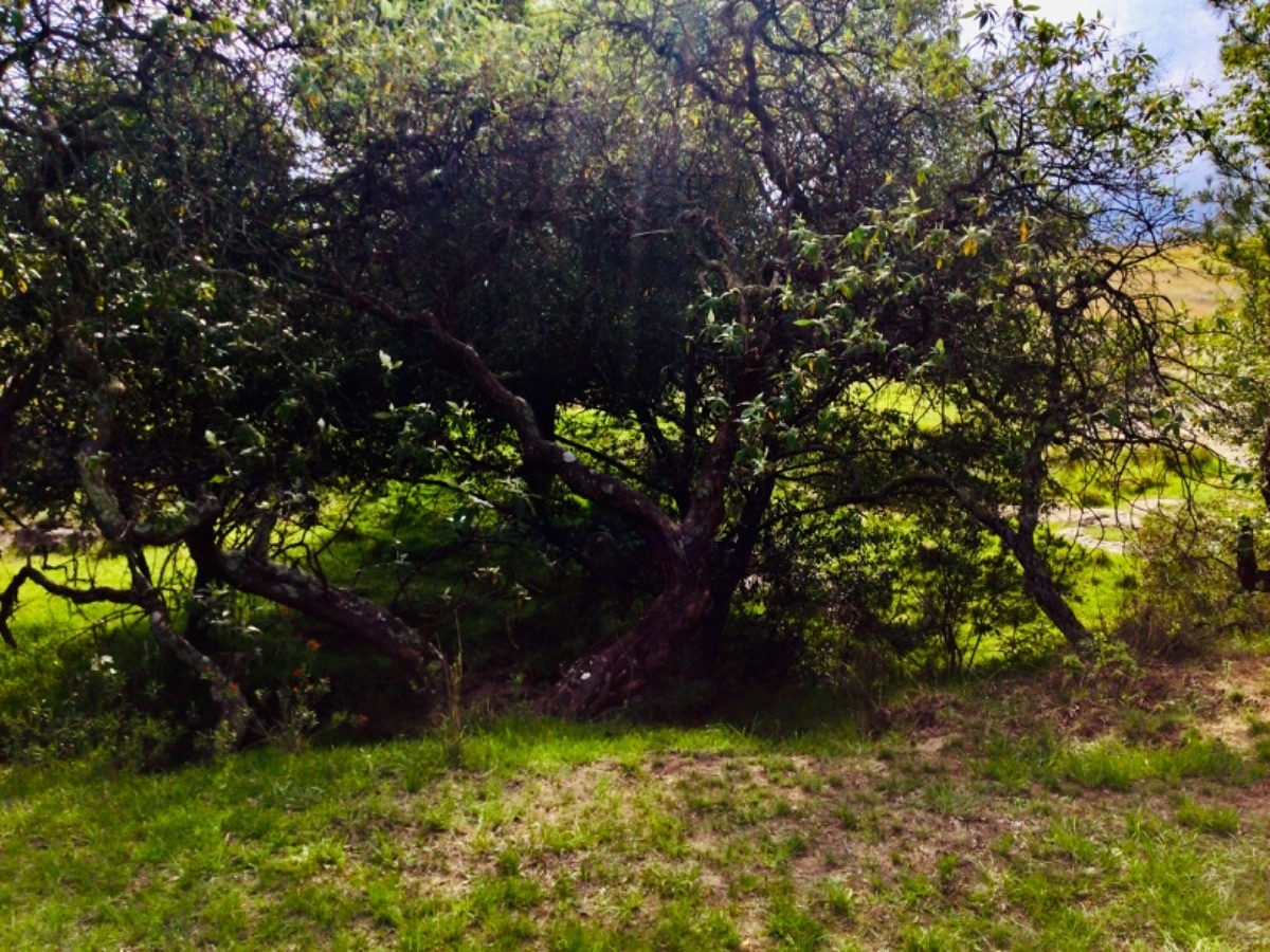 terreno-en-venta-con-hermosas-vistas-ideal-para-rancho-en-aculco-edo-de-mxico18-12324