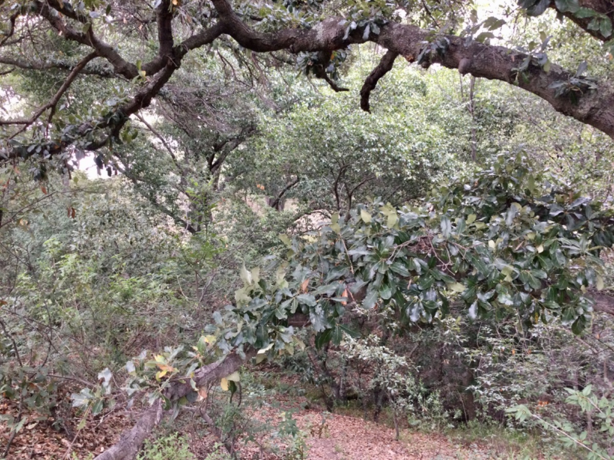 terreno-en-venta-con-hermosas-vistas-ideal-para-rancho-en-aculco-edo-de-mxico33-12324
