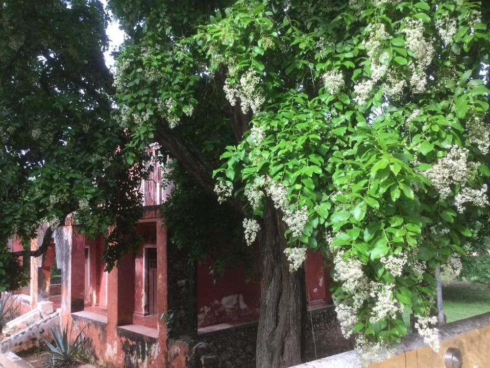 terreno-en-venta-en-maxcanu-yucatn-127-ha12-33412