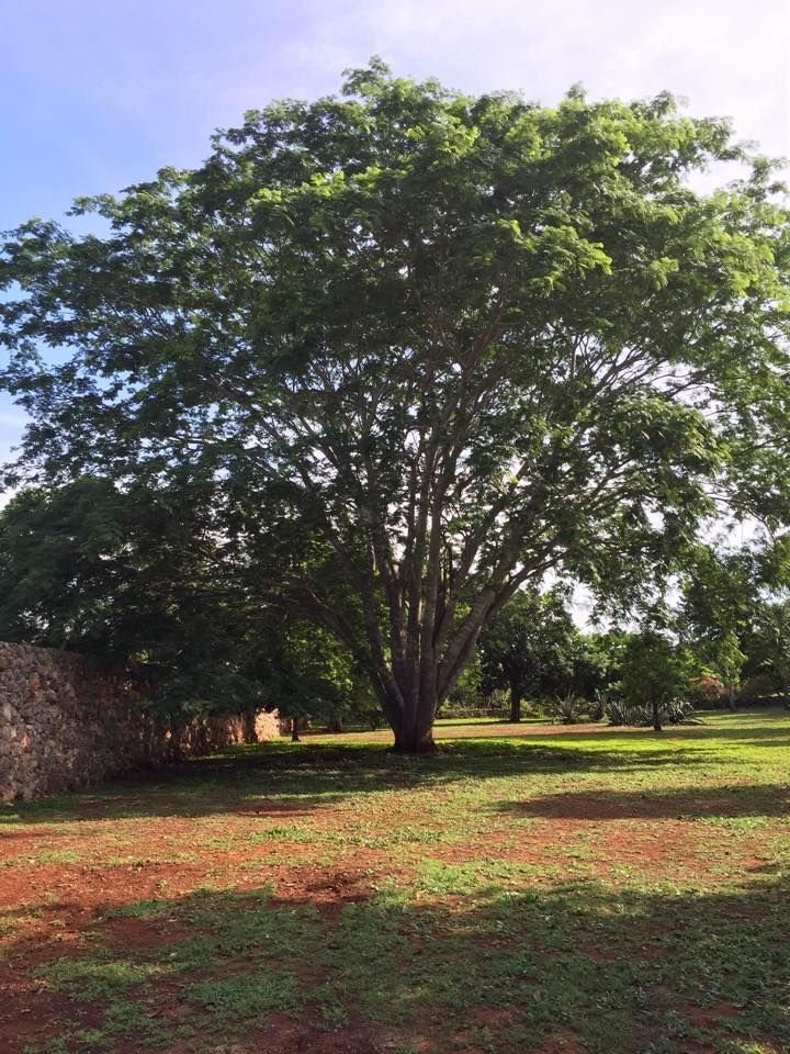 terreno-en-venta-en-maxcanu-yucatn-127-ha16-33412