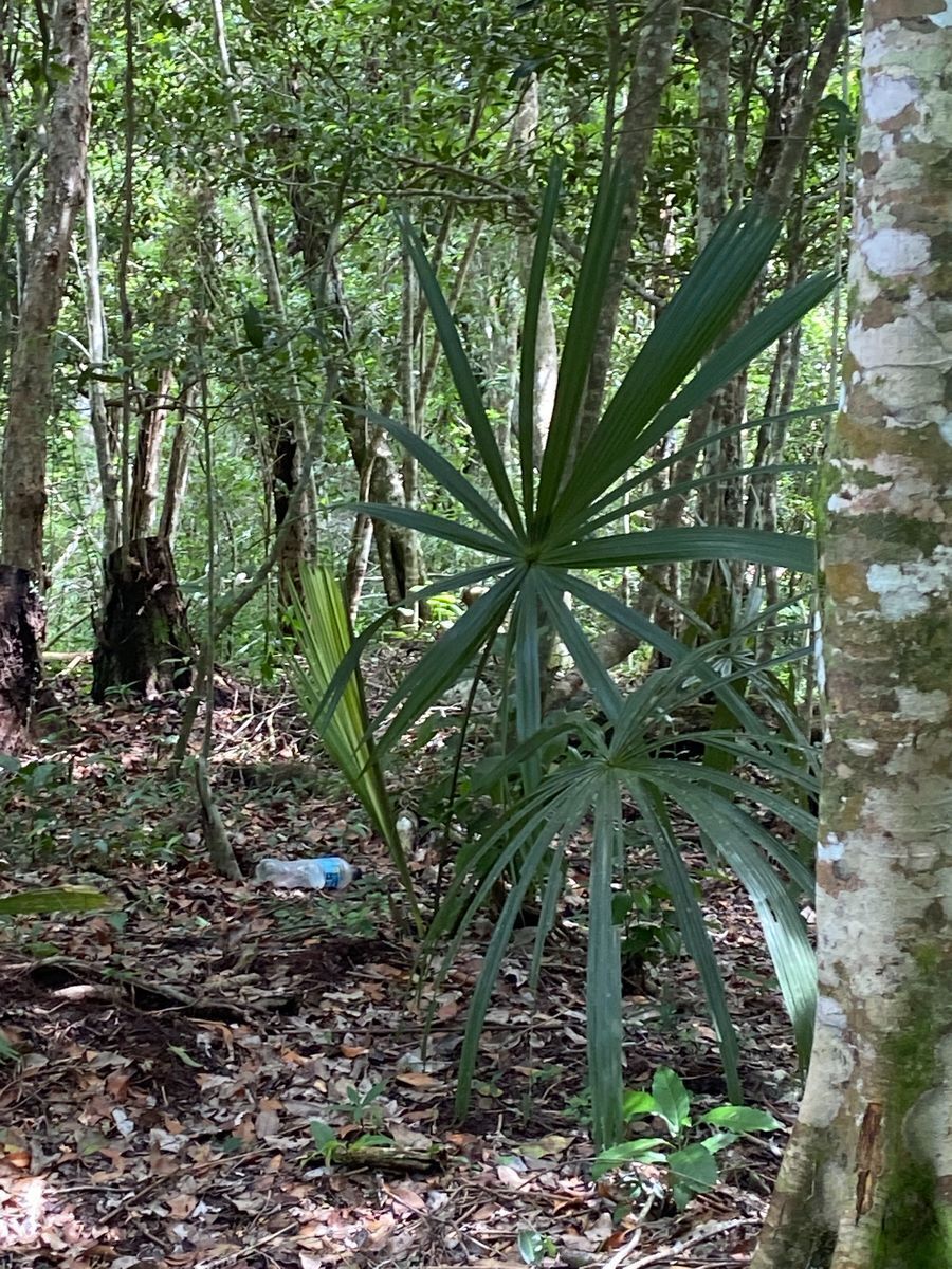 terreno-en-venta-tulum-mexico17-19858