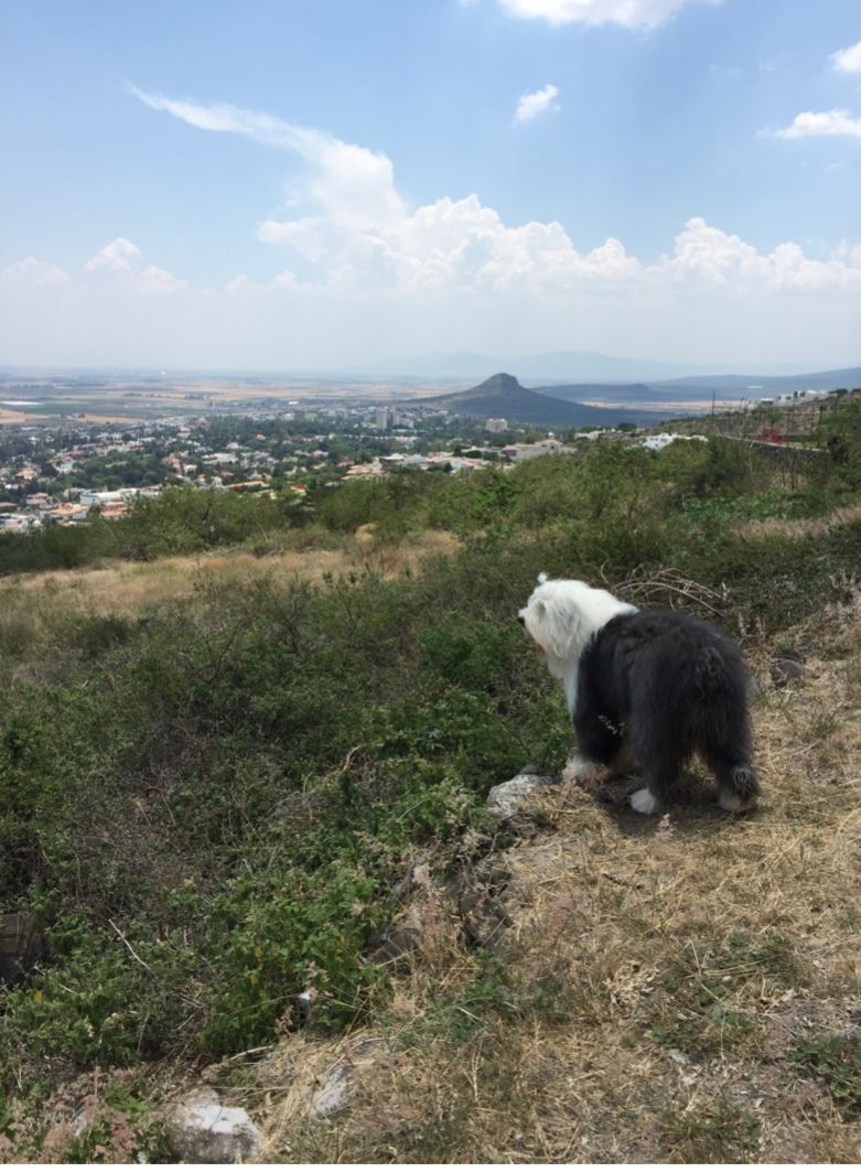 terreno-panormico-en-venta--privada-de-lomas-del-pedregal-irapuato-guanajuato3-30848
