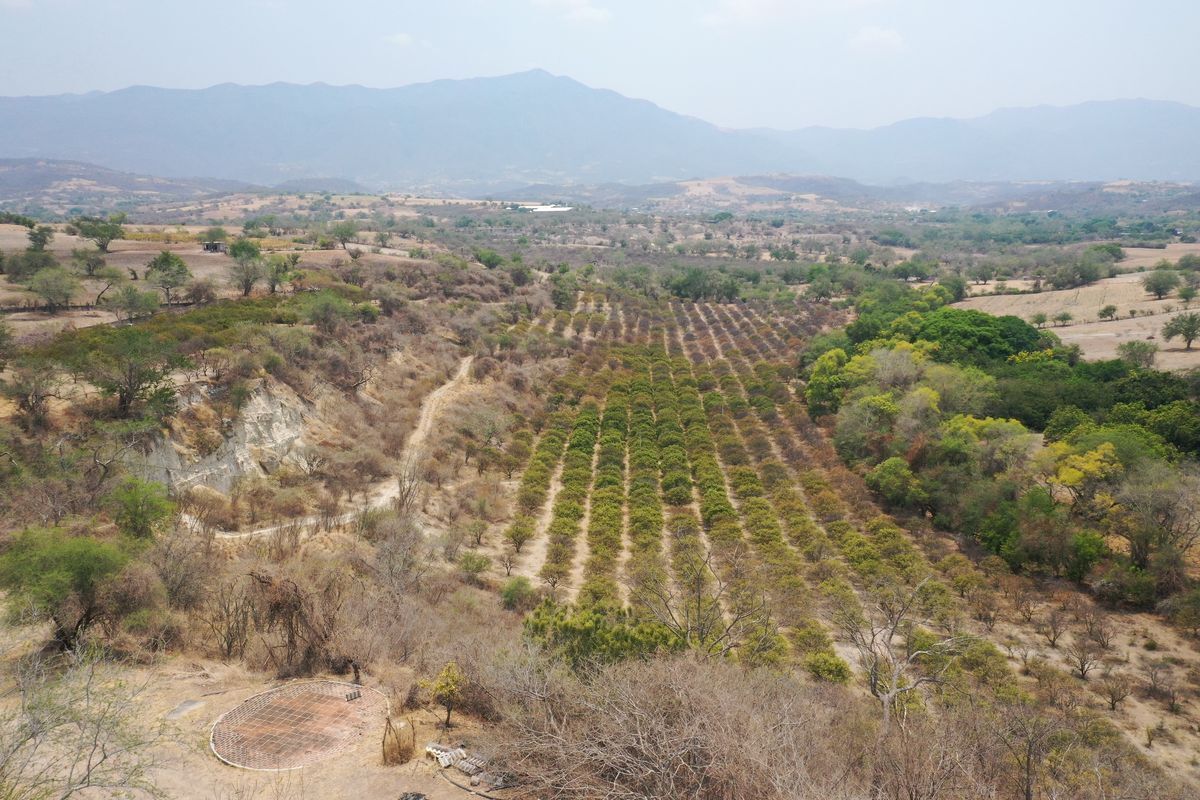 terreno-para-inversin-en-puente-de-ixtla-morelos25-37068