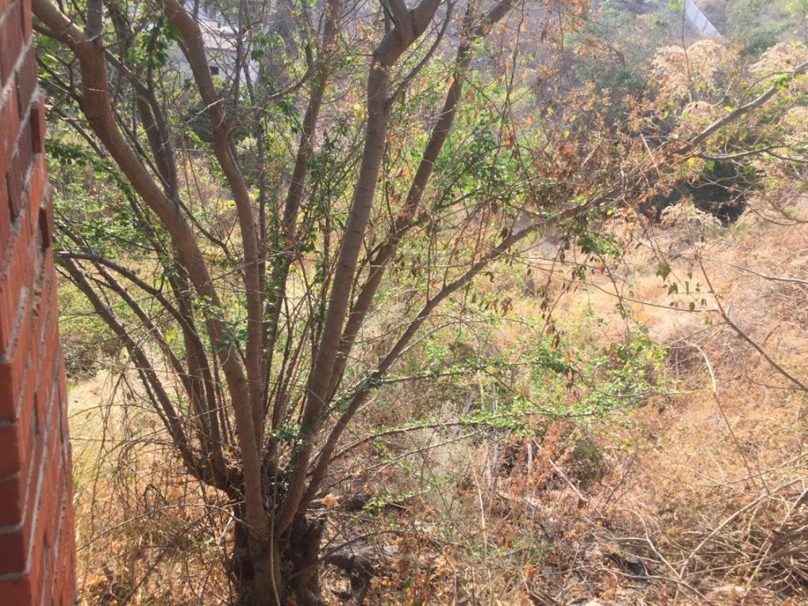 terreno-urbano-en-palmira-tinguindin-cuernavaca-morelos-caen444tu11-32381