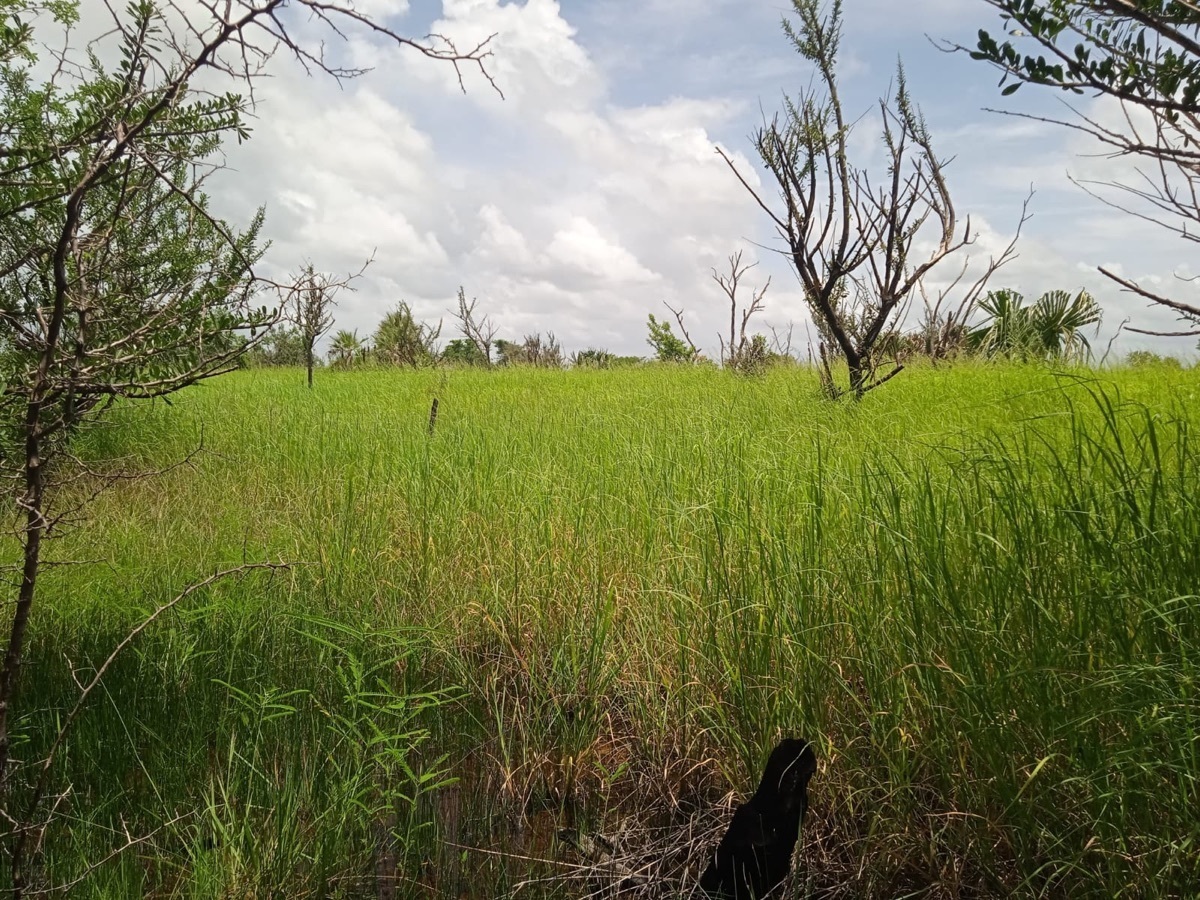terrenos-en-venta-en-la-cristalina-carmen-campeche-belleza-natural10-12329