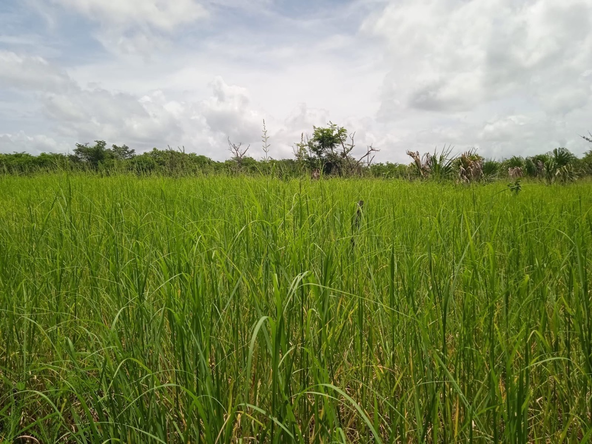 terrenos-en-venta-en-la-cristalina-carmen-campeche-belleza-natural17-12329