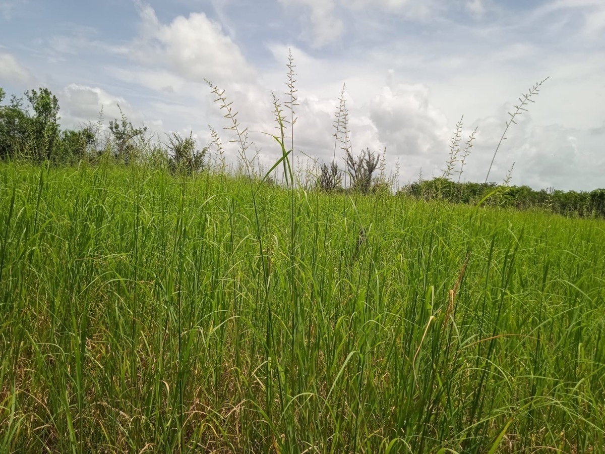 terrenos-en-venta-en-la-cristalina-carmen-campeche-belleza-natural23-12329