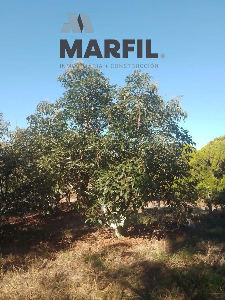 venta-de-huerta-con-produccion--de-aguacate-en-montitlan3-31053