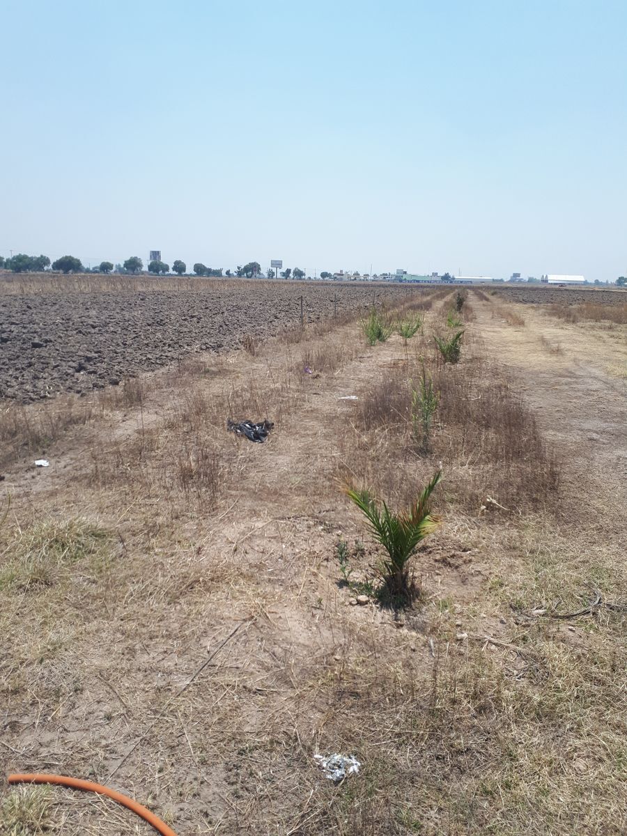 venta-de-terreno-2000-m2-atrs-restaurante-la-carika-san-pedro-zapotlan-hidalgo3-38137