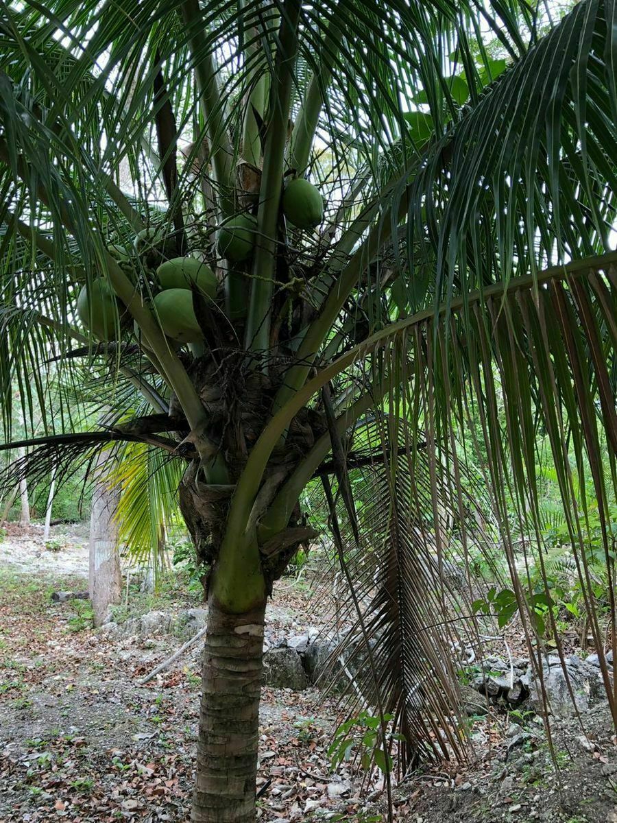 venta-de-terreno-5-hectareas-con-2-cenotes-en-puerto-morelos3-12134