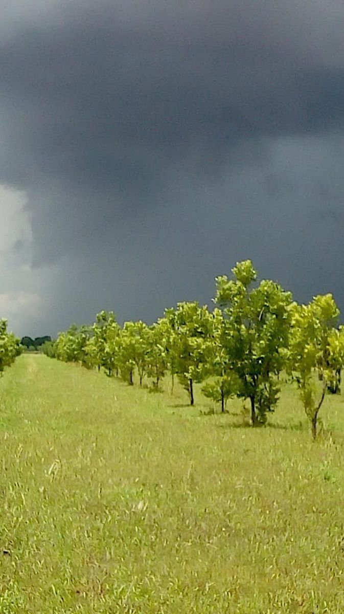 venta-de-tierras-de-cultivo--zona-sauz6-33067