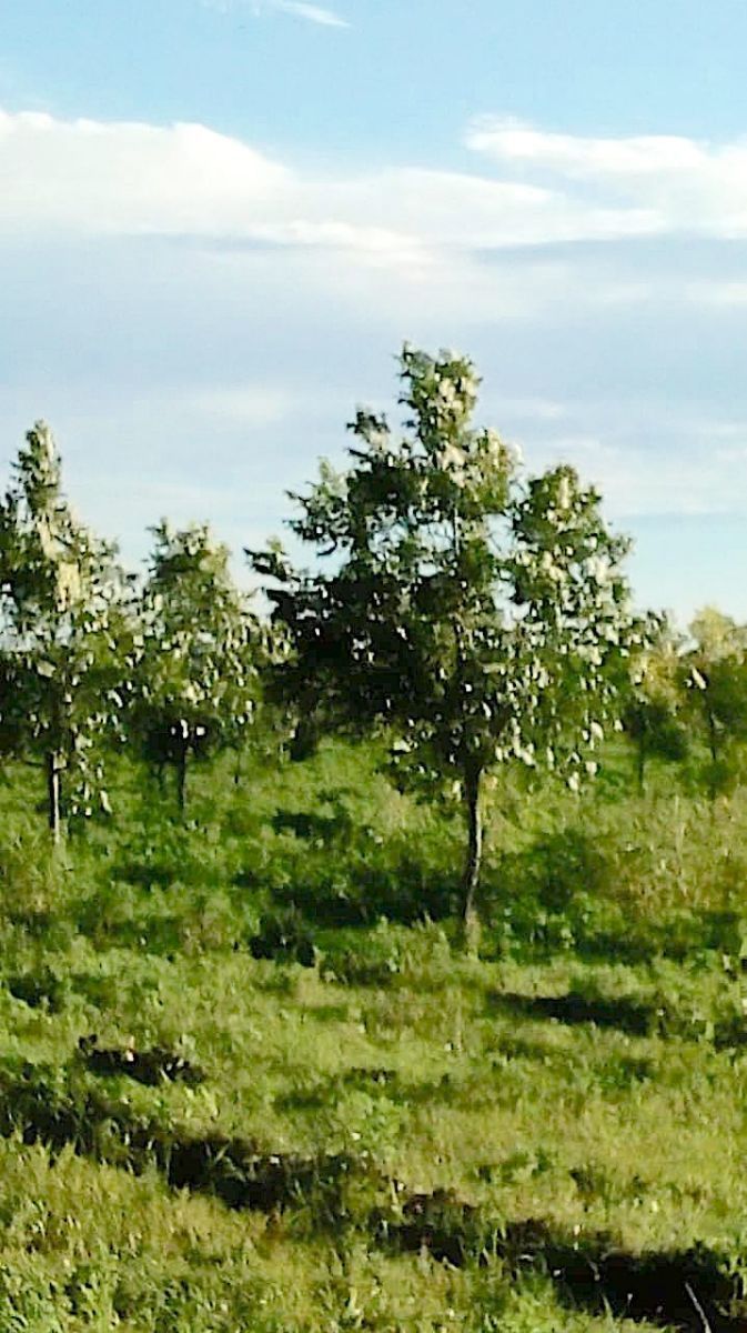 venta-de-tierras-de-cultivo--zona-sauz7-33067