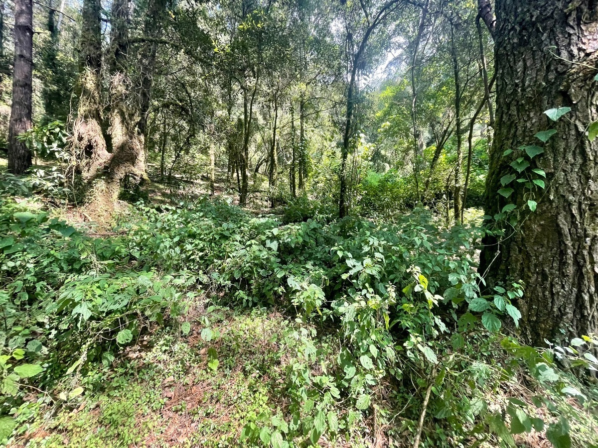 venta-terreno-en-valle-de-bravo5-18583
